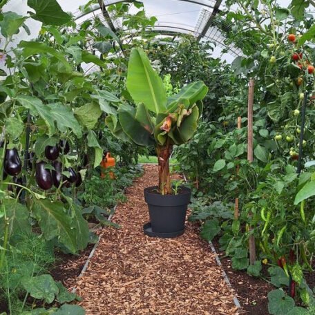 Bananenpflanze im Topf steht im Gewächshaus zwischen Tomaten- und Paprikapflanzen. HANSEL.kraus metalltechnik gmbh