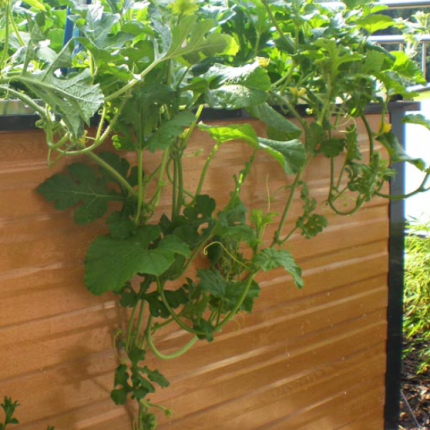 Melonenpflanze rankt an einem Holzhochbeet im Garten und wächst üppig nach oben. HANSEL.kraus metalltechnik gmbh