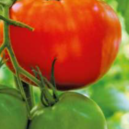 Reife rote und unreife grüne Tomaten hängen an einer Pflanze im Garten. Sprache: de HANSEL.kraus metalltechnik gmbh